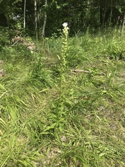 Liatris pycnostachya