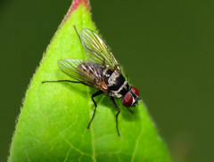 Limnophora obsignata