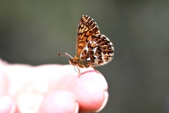 Boloria freija
