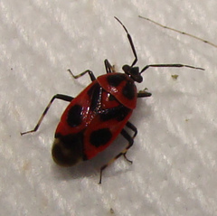 Deraeocoris histrio