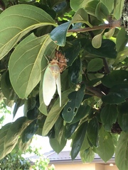 Graptopsaltria nigrofuscata