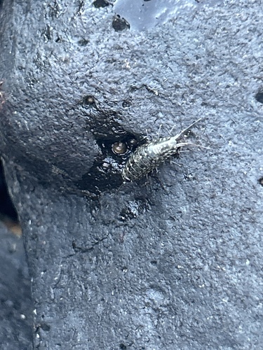 Ligia hawaiensis, 2025-02-11