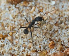 Aphaenogaster senilis