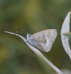 Theclinesthes miskini