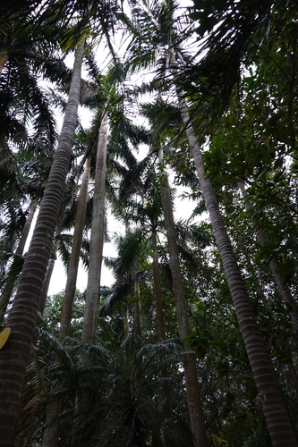 Foto de Palmeira-real-australiana