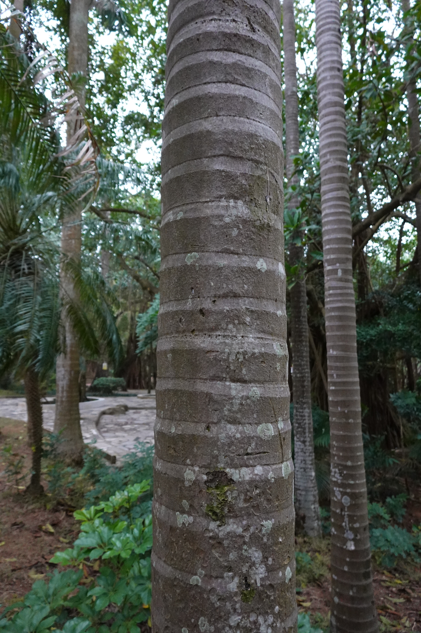 Imagem de Palmeira-real-australiana