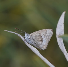 Theclinesthes miskini