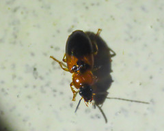 Stenolophus teutonus