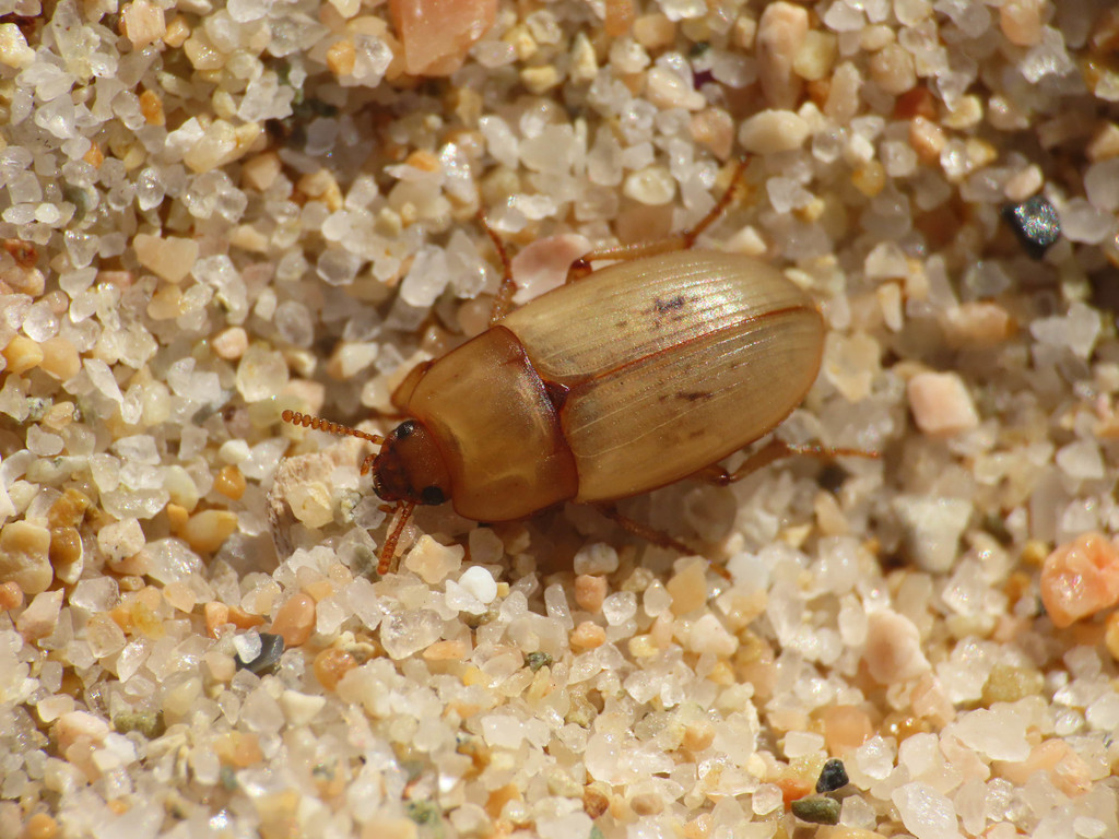 Phaleria acuminata