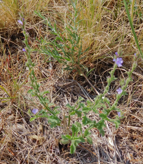 Verbena plicata