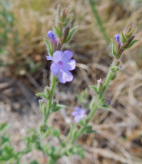 Verbena plicata