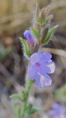 Verbena plicata