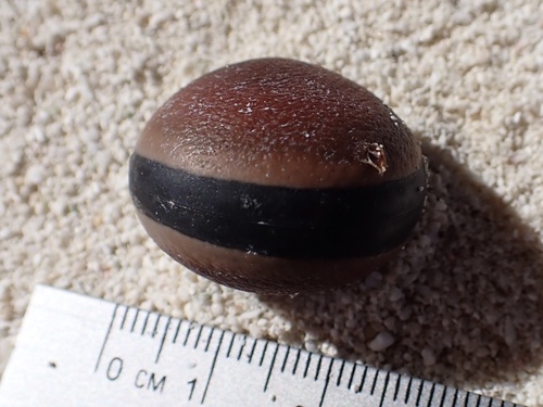 Mucuna sloanei, 2025-02-07