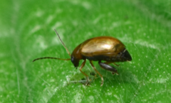 Longitarsus exsoletus