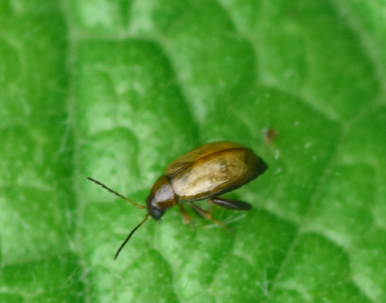 Longitarsus exsoletus