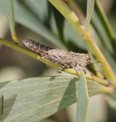 Macrolopholia