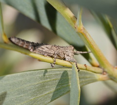 Macrolopholia