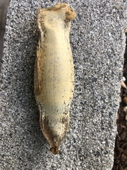 Scyliorhinus retifer