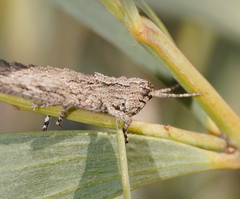 Macrolopholia