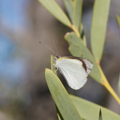 Elodina