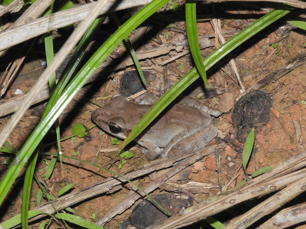 Wood Frog (Papurana daemeli)
