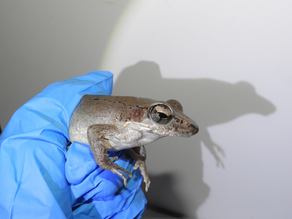 Wood Frog (Papurana daemeli)