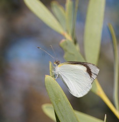 Elodina
