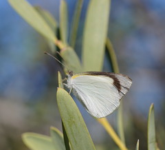 Elodina
