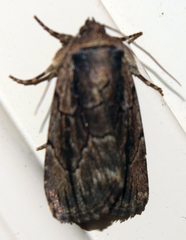 Sympistis badistriga