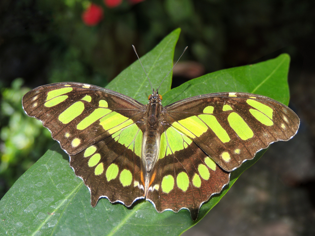 Siproeta stelenes sophene