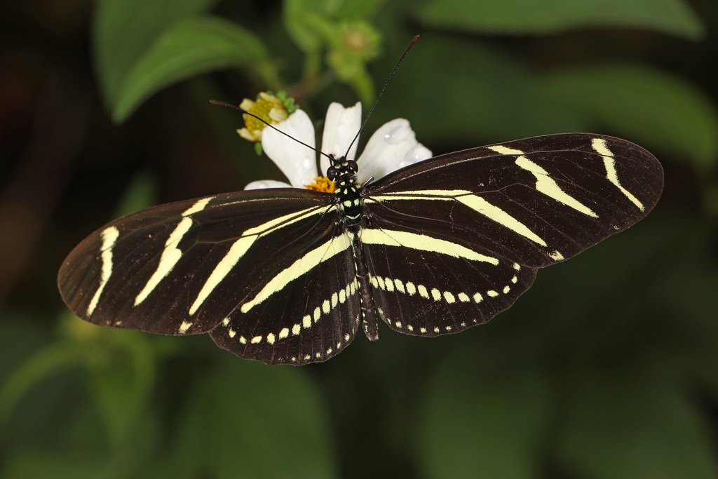 Mexican Zebra Longwing