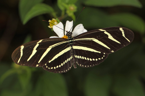 Mexican Zebra Longwing