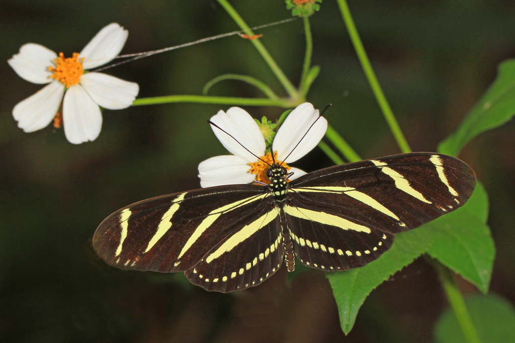 Zebra Longwing (Insects of East Texas ) · iNaturalist