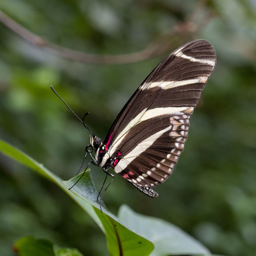 Zebra Longwing, photo 3 of 8