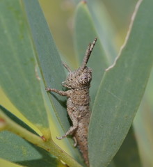 Catantopini