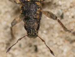 Sitona cylindricollis