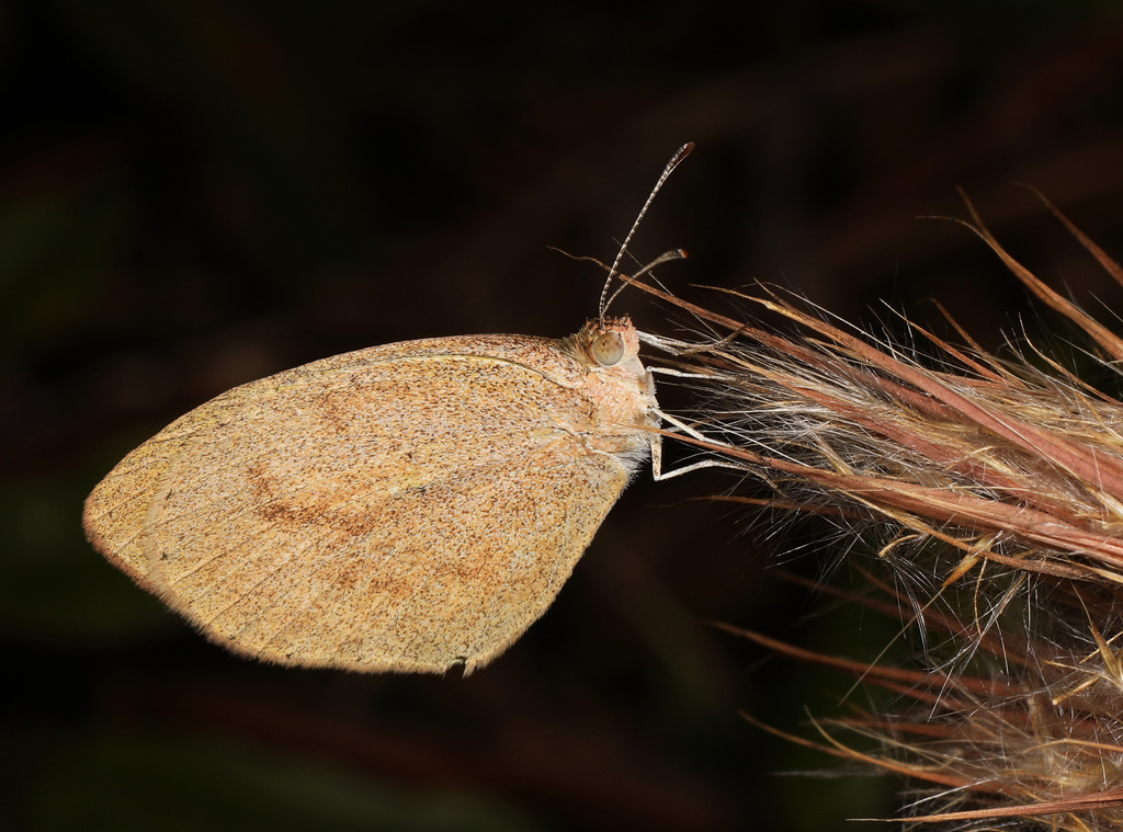 Barred Yellow