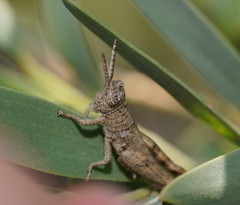 Catantopini