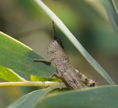 Catantopini
