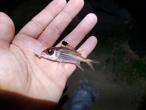 Armed squirrel-fish (Neoniphon sammara) — Holocentridae — 2