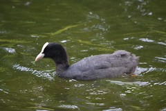 Fulica atra