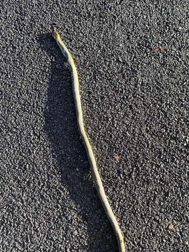 Common Tree Snake sighting