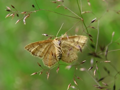 Idaea serpentata