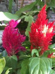 Celosia argentea plumosa