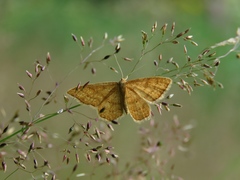 Idaea serpentata
