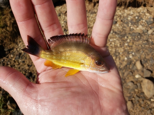 Blacktail snapper (Lutjanus fulvus) — Lutjanidae — 3