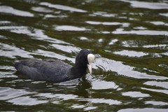 Fulica atra