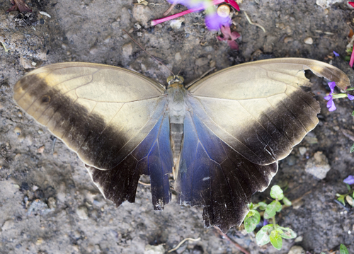Pale Owl-Butterfly