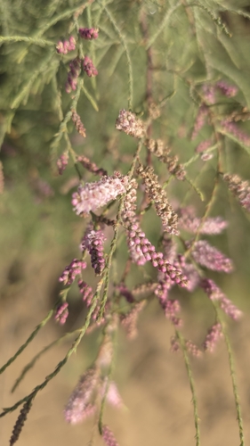 Image of Tamarix usneoides by (c) Petra Holland, some rights reserved (CC BY)