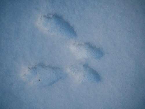 Paprastoji voverė nuotrauka